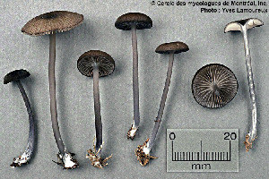  ( - MQ25a-CMMF001044)  @11 [ ] (bc-nc) (1990) Yves Lamoureux CMMF