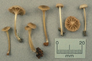  (Entoloma rhodocylicioides - MQ25a-CMMF001046)  @11 [ ] (bc-nc) (1990) Yves Lamoureux CMMF