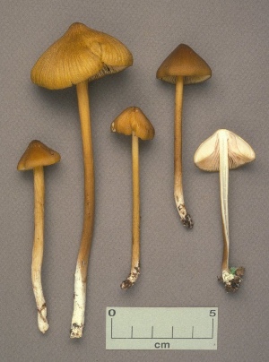  ( - MQ25a-CMMF001152)  @11 [ ] (bc-nc) (1990) Yves Lamoureux CMMF