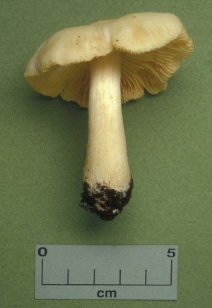  ( - MQ25a-CMMF001171)  @11 [ ] (bc-nc) (1990) Yves Lamoureux CMMF