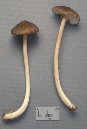  (Entoloma lagenicystis - MQ25a-CMMF001338)  @11 [ ] (bc-nc) (1991) Yves Lamoureux CMMF