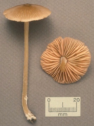  (Entoloma avellaneum - MQ25a-CMMF001362)  @11 [ ] (bc-nc) (1991) Yves Lamoureux CMMF