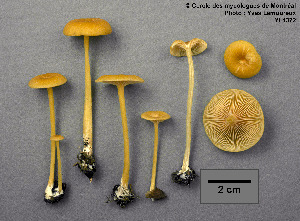  (Entoloma unicolor - MQ25a-CMMF001372)  @11 [ ] (bc-nc) (1991) Yves Lamoureux CMMF