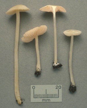  ( - MQ25a-CMMF001375)  @11 [ ] (bc-nc) (1991) Yves Lamoureux CMMF