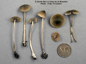  (Entoloma celatum - MQ25a-CMMF001376)  @11 [ ] (bc-nc) (1991) Yves Lamoureux CMMF