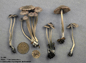  (Entoloma fibrillosum - MQ25a-CMMF001380)  @11 [ ] (bc-nc) (1991) Yves Lamoureux CMMF