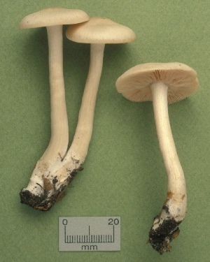  (Entoloma albidum - MQ25a-CMMF001381)  @11 [ ] (bc-nc) (1991) Yves Lamoureux CMMF