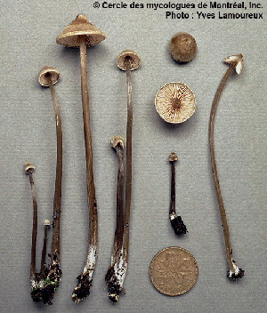  ( - MQ25a-CMMF001459)  @11 [ ] (bc-nc) (1991) Yves Lamoureux CMMF