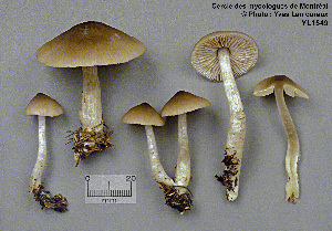  ( - MQ25a-CMMF001549)  @11 [ ] (bc-nc) (1991) Yves Lamoureux CMMF