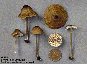  (Entoloma undulatellum - MQ25a-CMMF001651)  @11 [ ] (bc-nc) (1992) Yves Lamoureux CMMF
