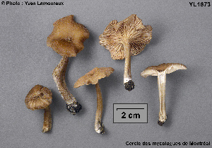  (Entoloma pungens - MQ25a-CMMF001673)  @11 [ ] (bc-nc) (1992) Yves Lamoureux CMMF