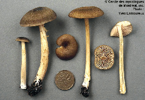  (Entoloma cuboideum - MQ25a-CMMF001686)  @11 [ ] (bc-nc) (1992) Yves Lamoureux CMMF