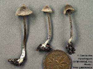  ( - MQ25a-CMMF001756)  @11 [ ] (bc-nc) (1992) Yves Lamoureux CMMF