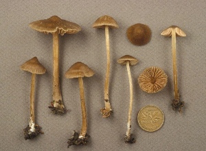  ( - MQ25a-CMMF001869)  @11 [ ] (bc-nc) (1993) Yves Lamoureux CMMF