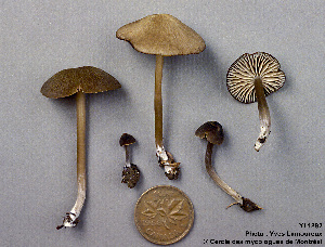  (Entoloma perfuscum - MQ25a-CMMF001882)  @11 [ ] (bc-nc) (1993) Yves Lamoureux CMMF