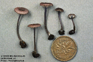  ( - MQ25a-CMMF001905)  @11 [ ] (bc-nc) (1993) Yves Lamoureux CMMF