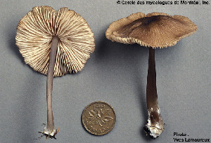  ( - MQ25a-CMMF001930)  @11 [ ] (bc-nc) (1993) Yves Lamoureux CMMF