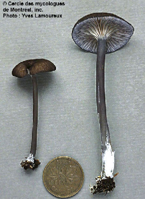  ( - MQ25a-CMMF001933)  @11 [ ] (bc-nc) (1993) Yves Lamoureux CMMF