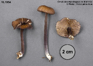  ( - MQ25a-CMMF001934)  @11 [ ] (bc-nc) (1993) Yves Lamoureux CMMF