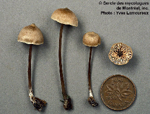  ( - MQ25a-CMMF001950)  @11 [ ] (bc-nc) (1993) Yves Lamoureux CMMF