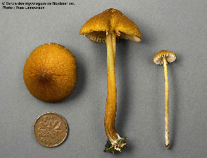  ( - MQ25a-CMMF001987)  @11 [ ] (bc-nc) (1993) Yves Lamoureux CMMF