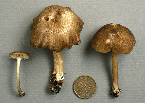  ( - MQ25a-CMMF002188)  @11 [ ] (bc-nc) (1994) Yves Lamoureux CMMF