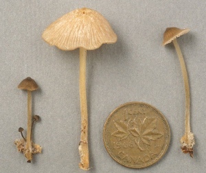  ( - MQ25a-CMMF002201)  @11 [ ] (bc-nc) (1994) Yves Lamoureux CMMF