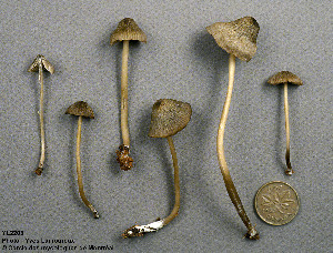  ( - MQ25a-CMMF002203)  @11 [ ] (bc-nc) (1994) Yves Lamoureux CMMF