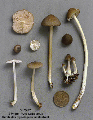  ( - MQ25a-CMMF002207)  @11 [ ] (bc-nc) (1994) Yves Lamoureux CMMF