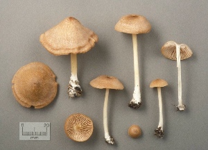  ( - MQ25a-CMMF002227)  @11 [ ] (bc-nc) (1994) Yves Lamoureux CMMF