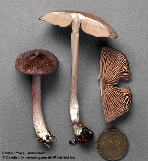  ( - MQ25a-CMMF002236)  @11 [ ] (bc-nc) (1994) Yves Lamoureux CMMF