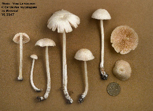  ( - MQ25a-CMMF002247)  @11 [ ] (bc-nc) (1994) Yves Lamoureux CMMF