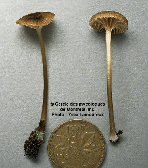  ( - MQ25a-CMMF002251)  @11 [ ] (bc-nc) (1994) Yves Lamoureux CMMF