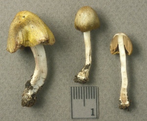  ( - MQ25a-CMMF002330)  @11 [ ] (bc-nc) (1994) Yves Lamoureux CMMF