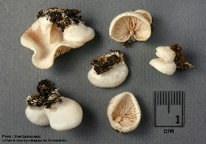  ( - MQ25a-CMMF002374)  @11 [ ] (bc-nc) (1995) Yves Lamoureux CMMF