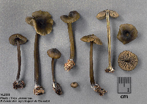  (Entoloma fuscifolium - MQ25a-CMMF002380)  @11 [ ] (bc-nc) (1995) Yves Lamoureux CMMF