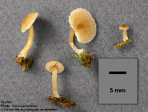  (Entoloma farinogustus - MQ25a-CMMF002381)  @11 [ ] (bc-nc) (1995) Yves Lamoureux CMMF