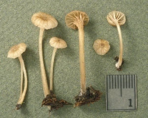  ( - MQ25a-CMMF002382)  @11 [ ] (bc-nc) (1995) Yves Lamoureux CMMF