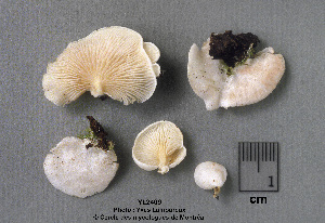  ( - MQ25a-CMMF002409)  @11 [ ] (bc-nc) (1995) Yves Lamoureux CMMF