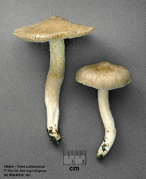  (Entoloma cokeri - MQ25a-CMMF002454)  @11 [ ] (bc-nc) (1995) Yves Lamoureux CMMF