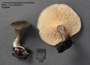  (Rhodocybe - MQ25a-CMMF002459)  @11 [ ] (bc-nc) (1995) Yves Lamoureux CMMF