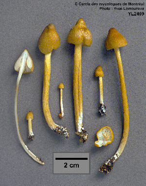  ( - MQ25a-CMMF002499)  @11 [ ] (bc-nc) (1995) Yves Lamoureux CMMF