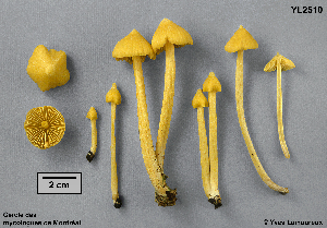  (Entoloma murrayi - MQ25a-CMMF002510)  @11 [ ] (bc-nc) (1995) Yves Lamoureux CMMF