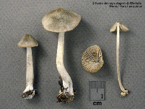  ( - MQ25a-CMMF002551)  @11 [ ] (bc-nc) (1995) Yves Lamoureux CMMF