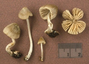  ( - MQ25a-CMMF002638)  @11 [ ] (bc-nc) (1995) Yves Lamoureux CMMF