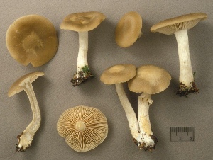  (Entoloma griseum - MQ25a-CMMF002669)  @11 [ ] (bc-nc) (1995) Yves Lamoureux CMMF