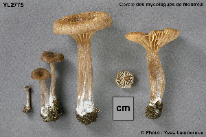  ( - MQ25a-CMMF002775)  @11 [ ] (bc-nc) (1996) Yves Lamoureux CMMF