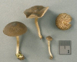  ( - MQ25a-CMMF002803)  @11 [ ] (bc-nc) (1996) Yves Lamoureux CMMF