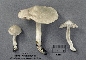  (Entoloma argenteum - MQ25a-CMMF002815)  @11 [ ] (bc-nc) (1996) Yves Lamoureux CMMF
