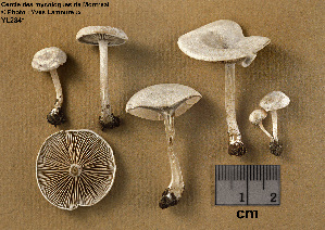  ( - MQ25a-CMMF002841)  @11 [ ] (bc-nc) (1996) Yves Lamoureux CMMF